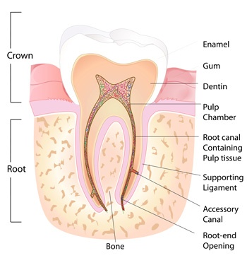 Tooth Structure | Root Canal